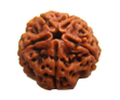 Five Mukhi