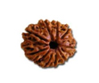 Nine Mukhi