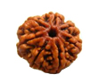 Seven Mukhi