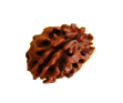 Two Mukhi